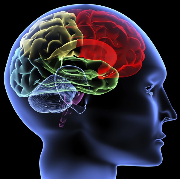 Séquelle d'Accident Vasculaire Cérébral | Andorra Acupuntura